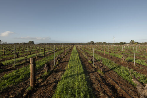 Barossa Vineyards